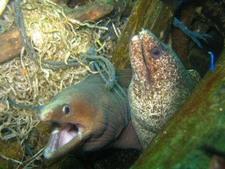 Murènes dans un pneu (port de Ambon - Molluques)