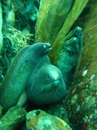 Murènes (port de Ambon - Molluques)