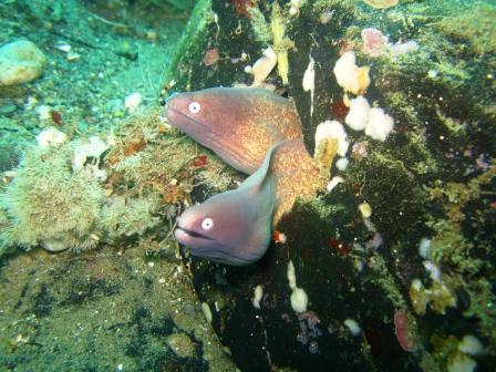 Dans le port de Ambon, un pneu où se nichent des dizaines de murènes