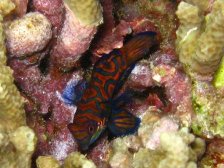 Poisson Mandarin (plongée de nuit Bunaken)