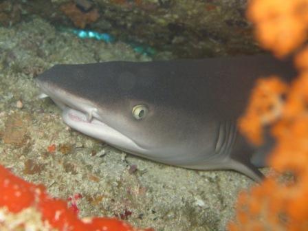Requin pointe blanche (Bangka - Sulawesie)