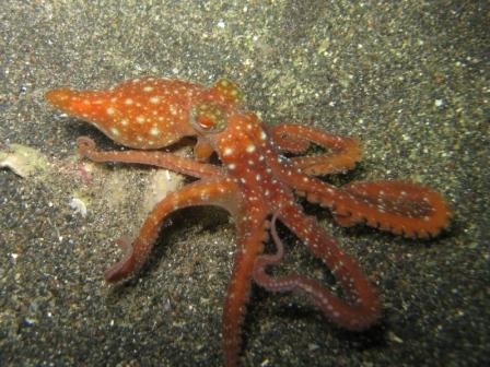 Long-head octopus (Bangka - Sulawesie)