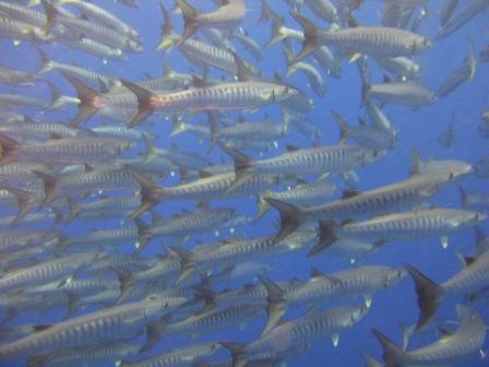 Banc de barracudas - Siau Islands (Sulawesie)