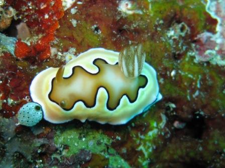 Nudibranche : Chromodoris Coi (Bunaken)