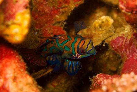 Poisson mandarin (Lembeh - Sulawesi)