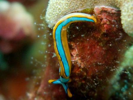 03 11 - mini nudibranche Bunaken Mikes Point