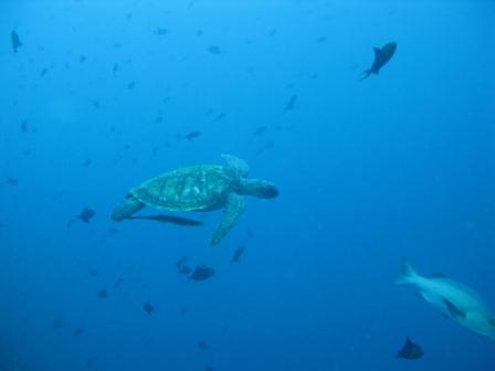 Tortue dans le bleu (Bunaken - Sulawesi)