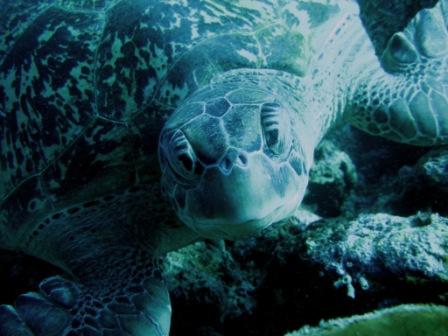 Rencontre avec une tortue (Likuan I - Bunaken, Sulawesie)