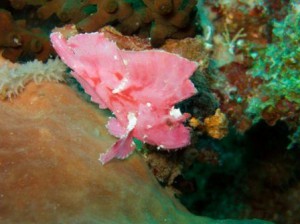 Rose, ce poisson feuille (Bunaken)