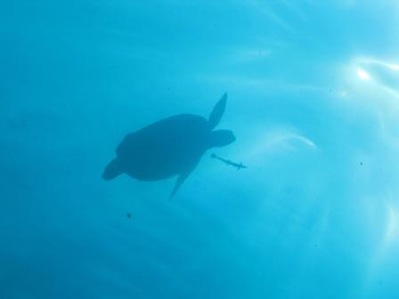 Dans le bleu du parc de  Bunaken