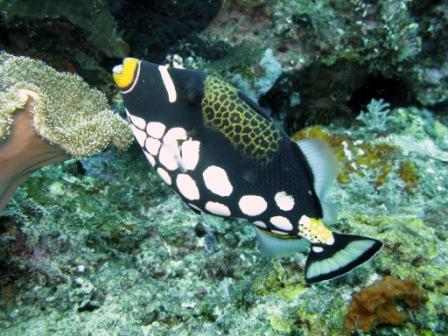 Baliste Clown - Mike's Point - Raja Ampat