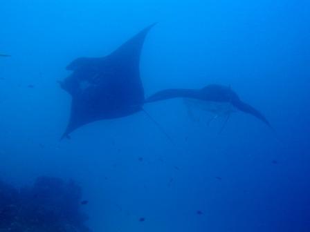 Ballet sous-marin (Manta cleaning - Raja Ampat)