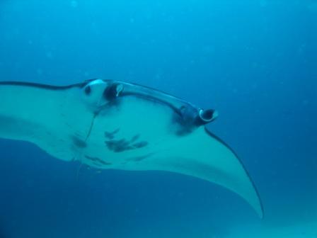 Raie Manta - Manta cleaning - Raja Ampat