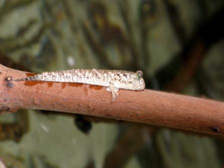 Blennie - Mud Skipper - Mansuar - Raja Ampat