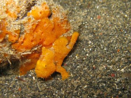 Frog fish (poisson grenouille) - Bangka, Lembeh