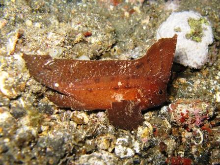 Poisson feuille (détroit de Lembeh)