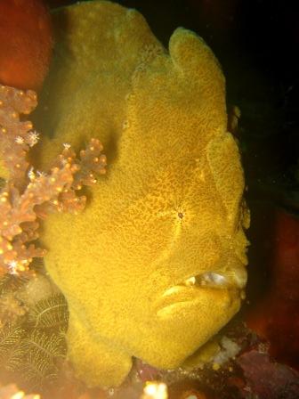 Frog fish (Batu Maudi - Lembeh)