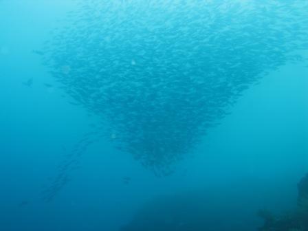 Fusilliers en piqué (Bunaken - Sulawesi)