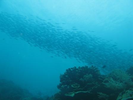 Retour à l'horizontale (Fusilliers - Bunaken)