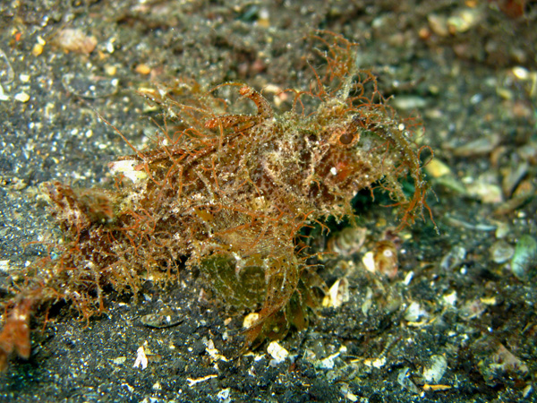 Etrange créature (poisson scorpion de Ambon - Lembeh)