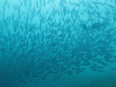 Banc de Fusilliers (Bunaken - Sulawesi)