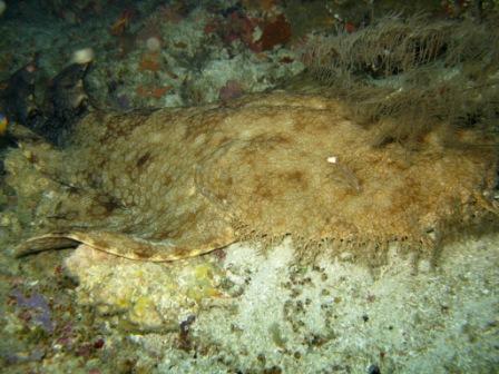 02 12 - Requin Wobbegong (Melissa Garden - Raja Ampat)