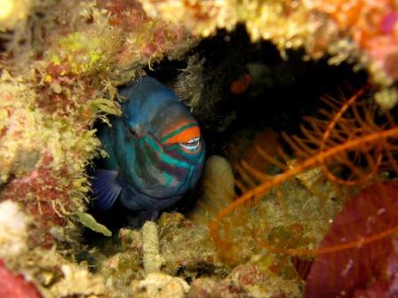 Perroquet dans son trou - Cela Cela ( Bunaken - Sulawesie)