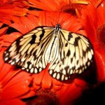 Jardin de papillons (Aéroport de Singapour)