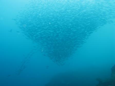 Banc de fusilliers (Bunaken - Sulawesi)