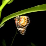 Dans le jardin de papillon de l'aéroport