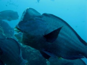 Un vrai bison sous la mer!