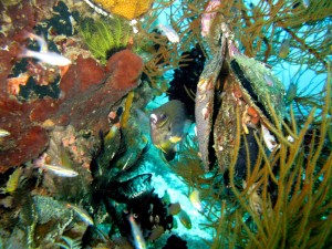 Poissons Demoiselle (Mioskan - Raja Ampat)