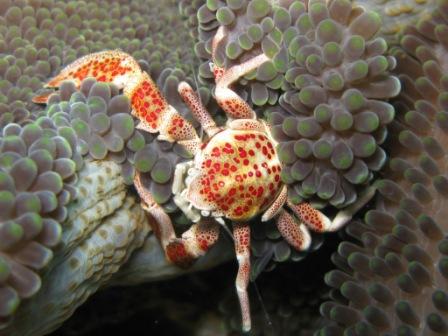 Crabe porcelaine (détroit de Lembeh)