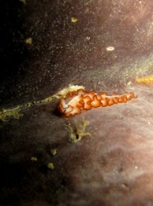 Nudibranche (Batu Lima - Raja Ampat)