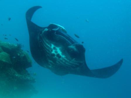 Raie Manta (Raja Ampat)