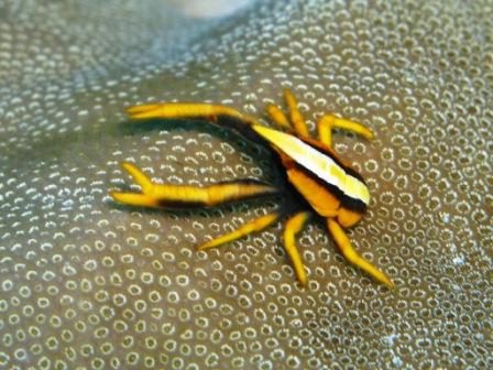 Galathée de crinoïde (Poopoh - Sulawesi)