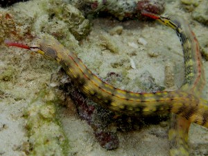 Syngnates (Cendana Jety - Raja Ampat)