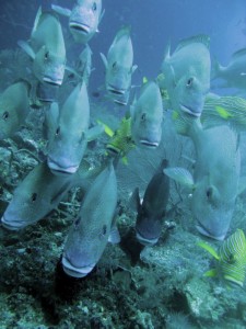 Gaterins sur Wayag (Raja-Ampat)