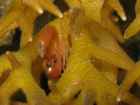 Crabe de corail (plongée de nuit - Bunaken)