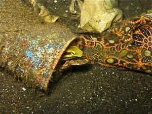 Le refuge de la blennie (Détroit de Lembeh)